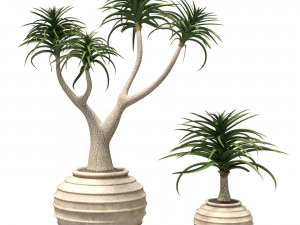 알로에 이발사 나무 3D 모델