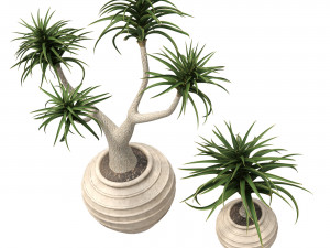 Aloe Barber Tree Modello 3D