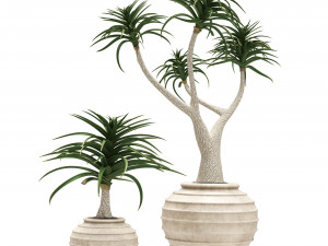 Aloe Barber Tree Modello 3D