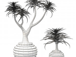 Aloe Barber Tree Modello 3D