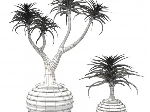 Aloe Barber Tree 3D Model