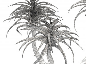Aloe Barber Tree Modello 3D