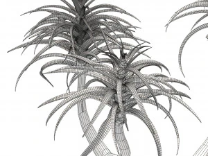 Aloe Barber Tree 3D Model