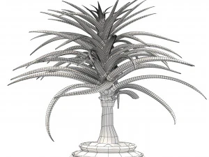 Aloe Barber Tree 3D Model