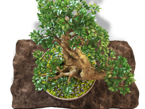 Bonsai Modèle 3D