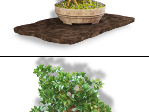 Bonsai Modèle 3D