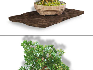 Bonsai 3D Model