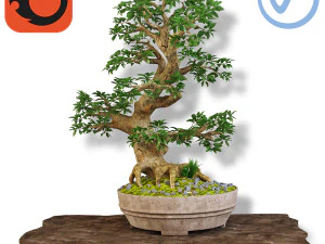 Bonsai Modelo 3D