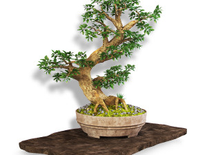 Bonsai Modèle 3D