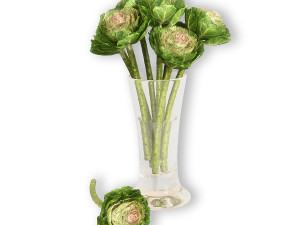 Brassica Modello 3D