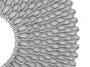 Dekorasi Cincin Cangkang Cowry Model 3D