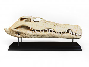 Crocodile Skull 3D Model