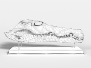 Crocodile Skull 3D Model