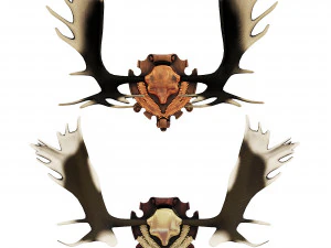 Chifres de alce Modelo 3D