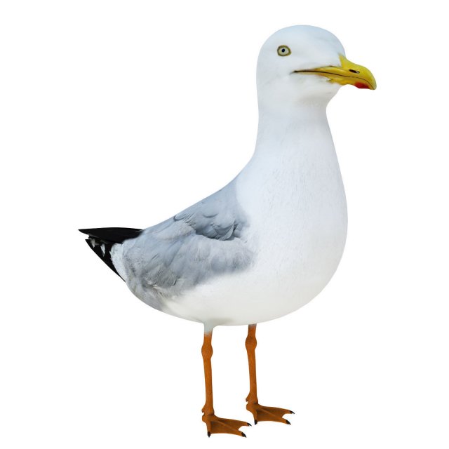 SeaGull 3D Модель .c4d .max .obj .3ds .fbx .stl .blend 