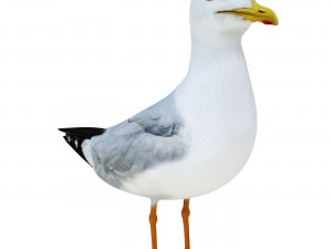 SeaGull 3D-Modell