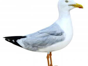 SeaGull 3D Модель