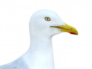 SeaGull 3D Модель