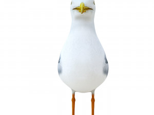 SeaGull 3D Модель