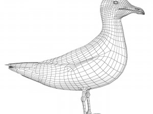 SeaGull 3D Модель