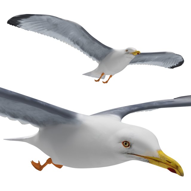 Gull in flight 3D Model .c4d .max .obj .3ds .fbx .stl .blend 
