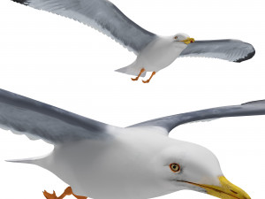 Gull in flight 3D मॉडल