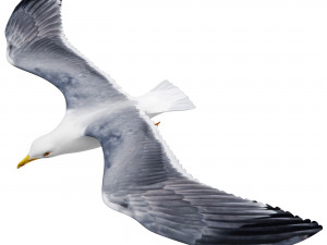 Gull in flight 3D Model