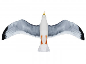 Gull in flight 3D Model