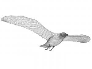 Gull in flight 3D Model