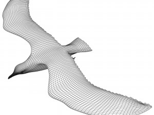 Gull in flight 3D Model