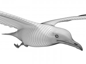 Gull in flight 3D Model