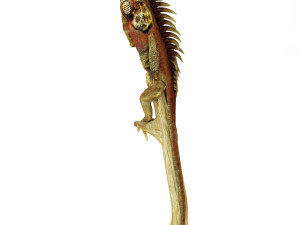 Iguana Modelo 3D