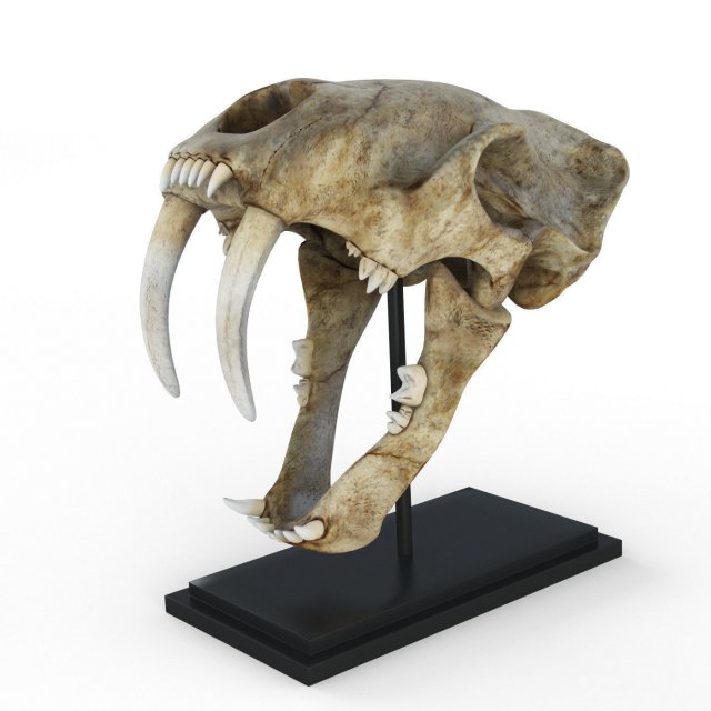 Skull of saber-toothed tiger Model 3D .c4d .max .obj .3ds .fbx .stl .blend 