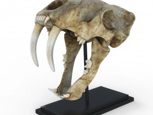 Sch&auml;del eines S&auml;belzahntigers 3D Modell