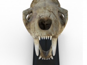 Skull of saber-toothed tiger Model 3D
