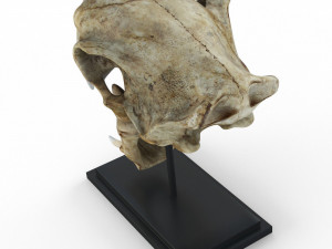 Skull of saber-toothed tiger Model 3D