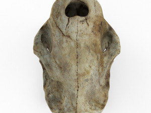 Skull of saber-toothed tiger Model 3D