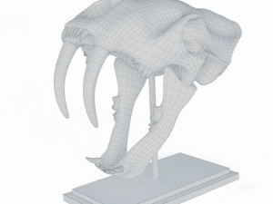 Skull of saber-toothed tiger Model 3D