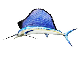 Sail Fish 3D Model