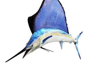 Sail Fish Modello 3D