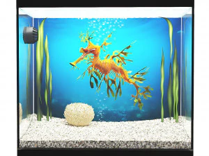 Akvaryum - deniz ejderi 3D Model