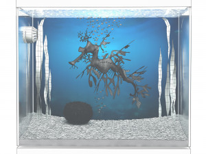 Aquarium - seadragon Modello 3D