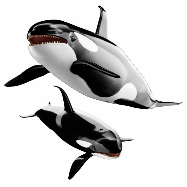 Killer whale Modelo 3D .c4d .max .obj .3ds .fbx .stl .blend 