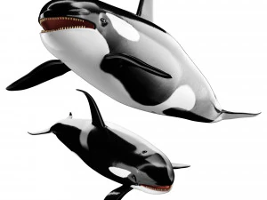 Balena assassina Modello 3D