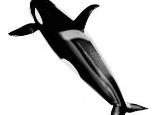 Killer whale Modelo 3D