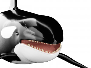 Killer whale Modelo 3D