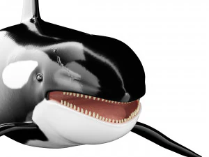 Killer whale 3D Model