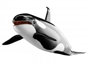 Killer whale 3D Model