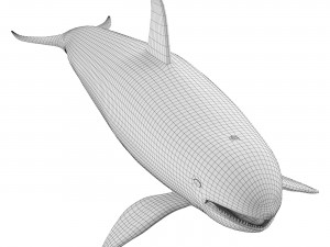 Killer whale Modelo 3D