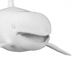 Killer whale 3D Model